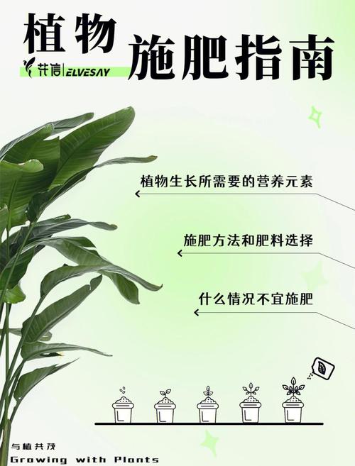 盆栽植物施肥方法有哪些?-第2张图片-吾爱花网 盆栽植物施肥方法有哪些?-第2张图片-吾爱花网