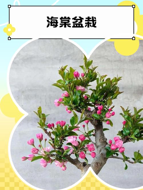 盆栽海棠需要多大的盆-第1张图片-吾爱花网