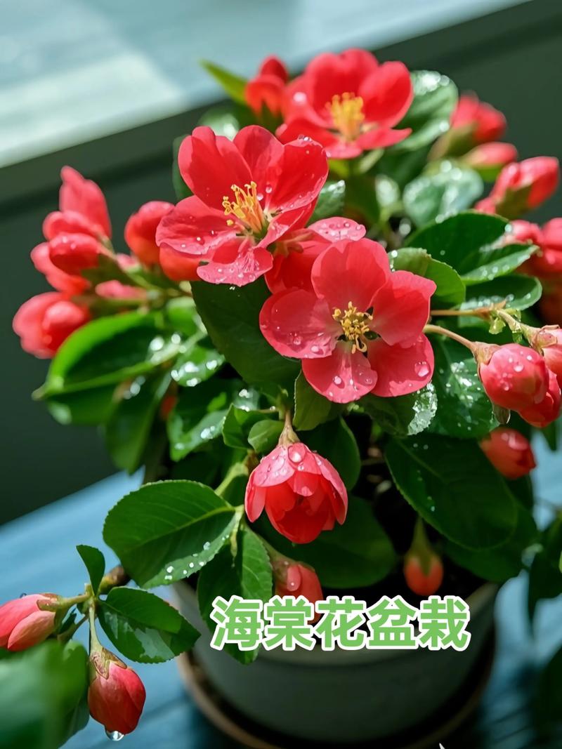 盆栽海棠需要多大的盆-第2张图片-吾爱花网