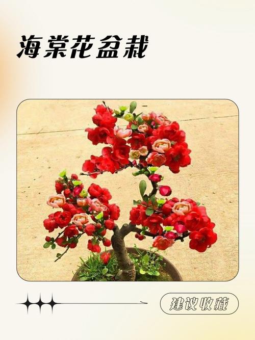 盆栽海棠需要多大的盆-第3张图片-吾爱花网