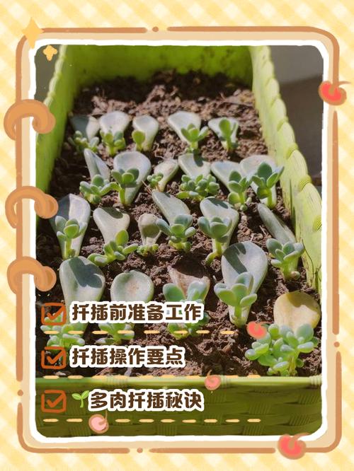 多肉小苗如何快速长大？-第2张图片-吾爱花网
