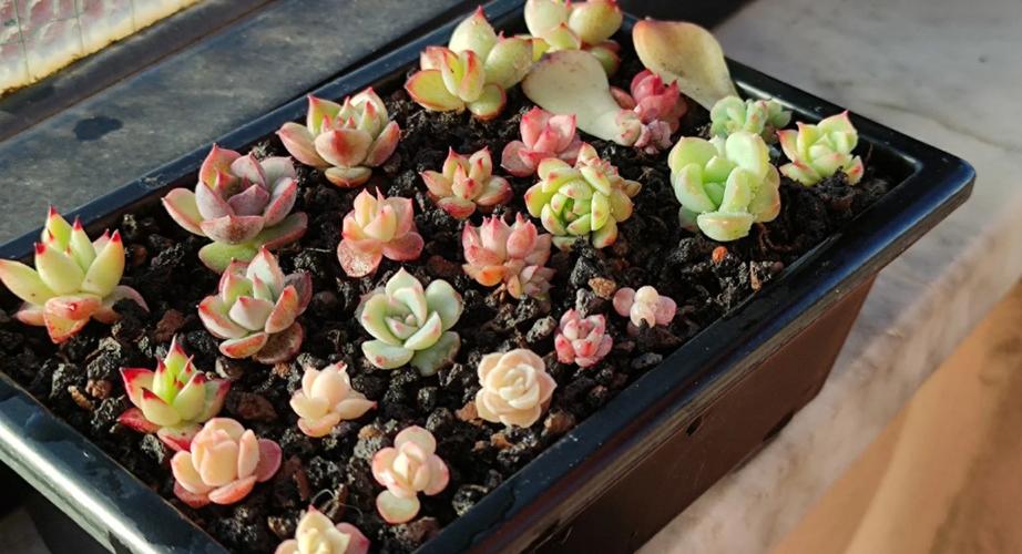 多肉小苗如何快速长大？-第3张图片-吾爱花网