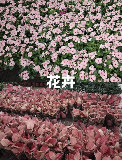 杭州盆栽租赁公司哪家好？-第2张图片-吾爱花网