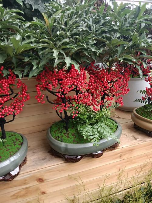 黄金万两花能水培吗？-第1张图片-吾爱花网