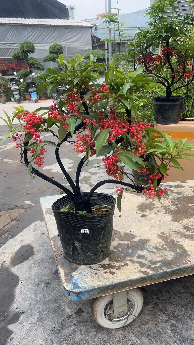 黄金万两花能水培吗？-第3张图片-吾爱花网