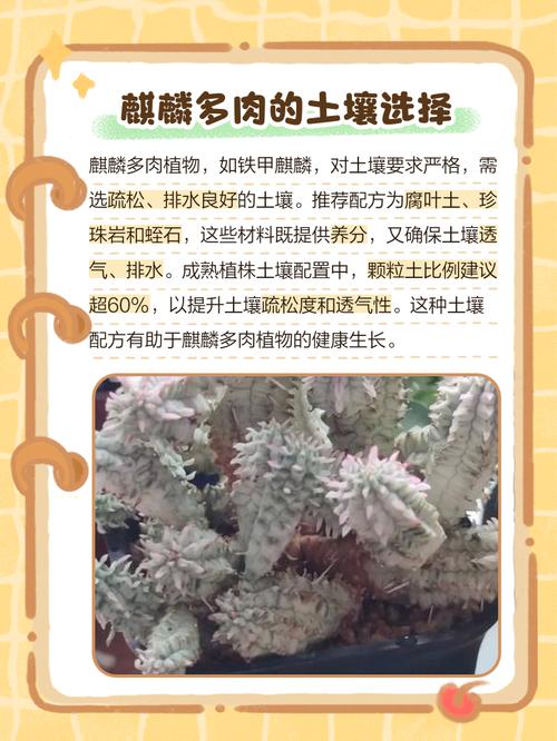 多肉麒麟为何让人如此着迷？-第2张图片-吾爱花网