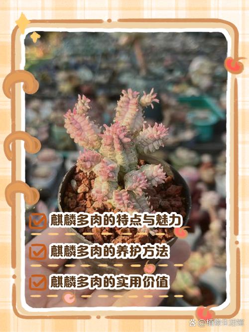 多肉麒麟为何让人如此着迷？-第3张图片-吾爱花网