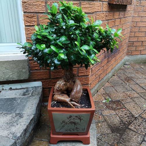 可以过冬的盆栽有哪些-第1张图片-吾爱花网