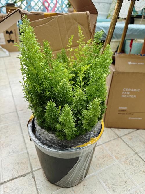 可以过冬的盆栽有哪些-第2张图片-吾爱花网