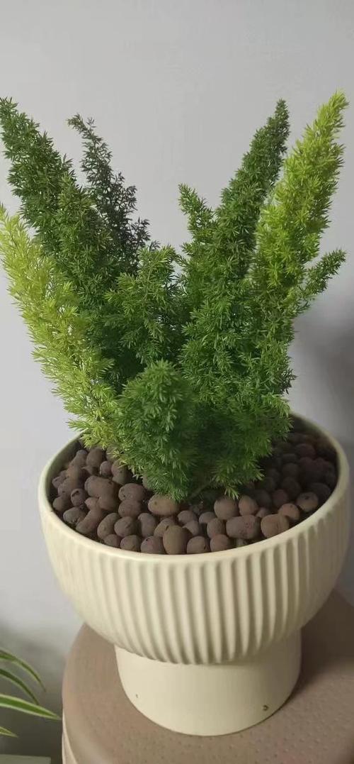 可以过冬的盆栽有哪些-第3张图片-吾爱花网