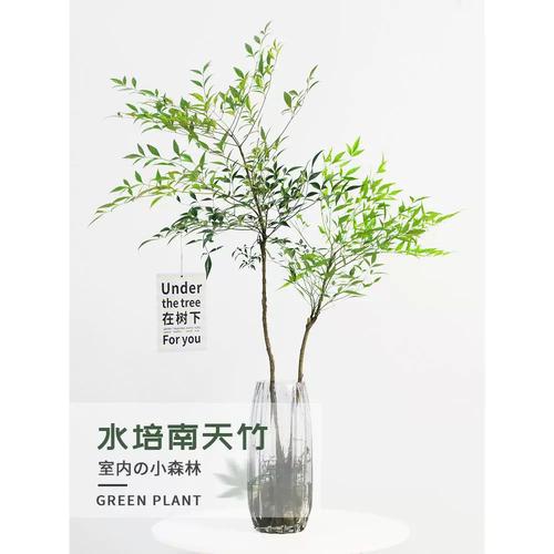 水培花上冻了还能活吗-第3张图片-吾爱花网