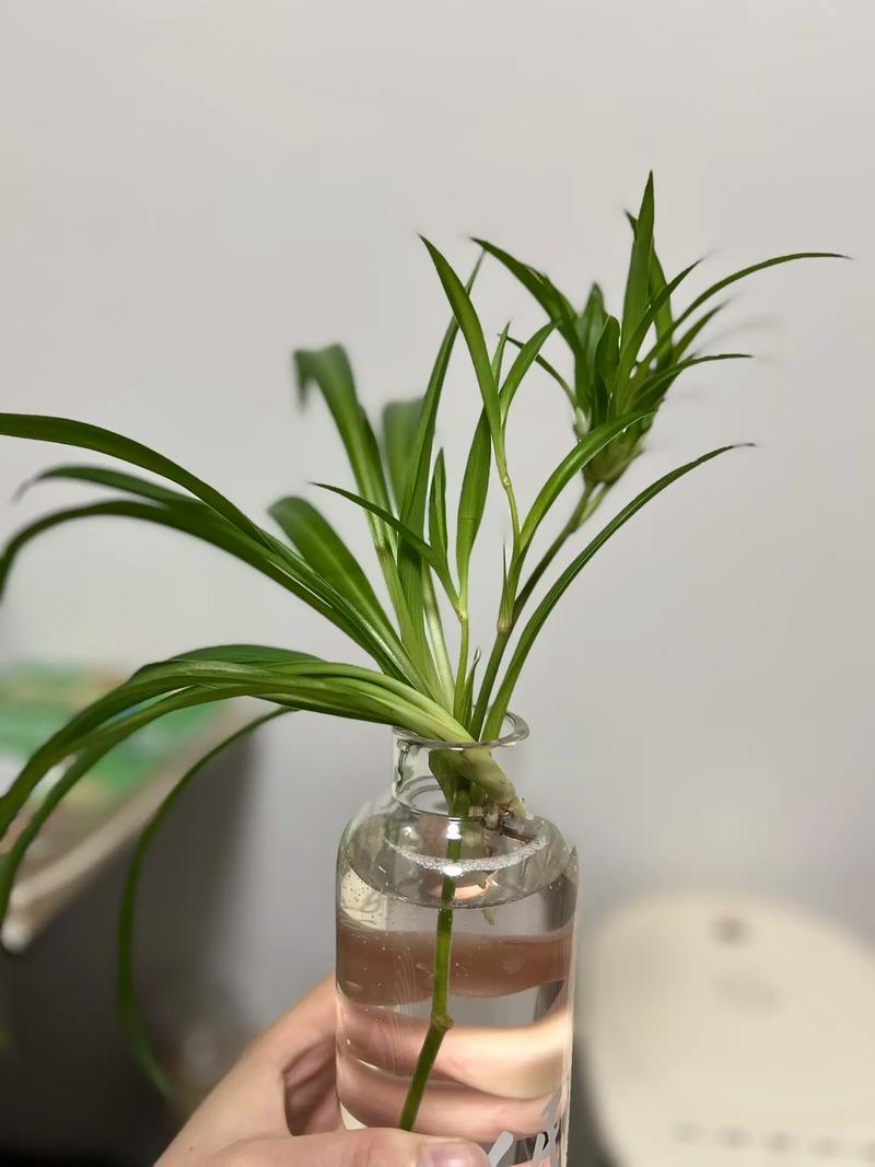 萝卜吊兰水培怎么操作？-第1张图片-吾爱花网