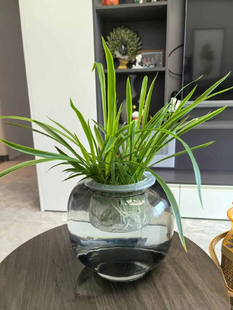 萝卜吊兰水培怎么操作？-第2张图片-吾爱花网