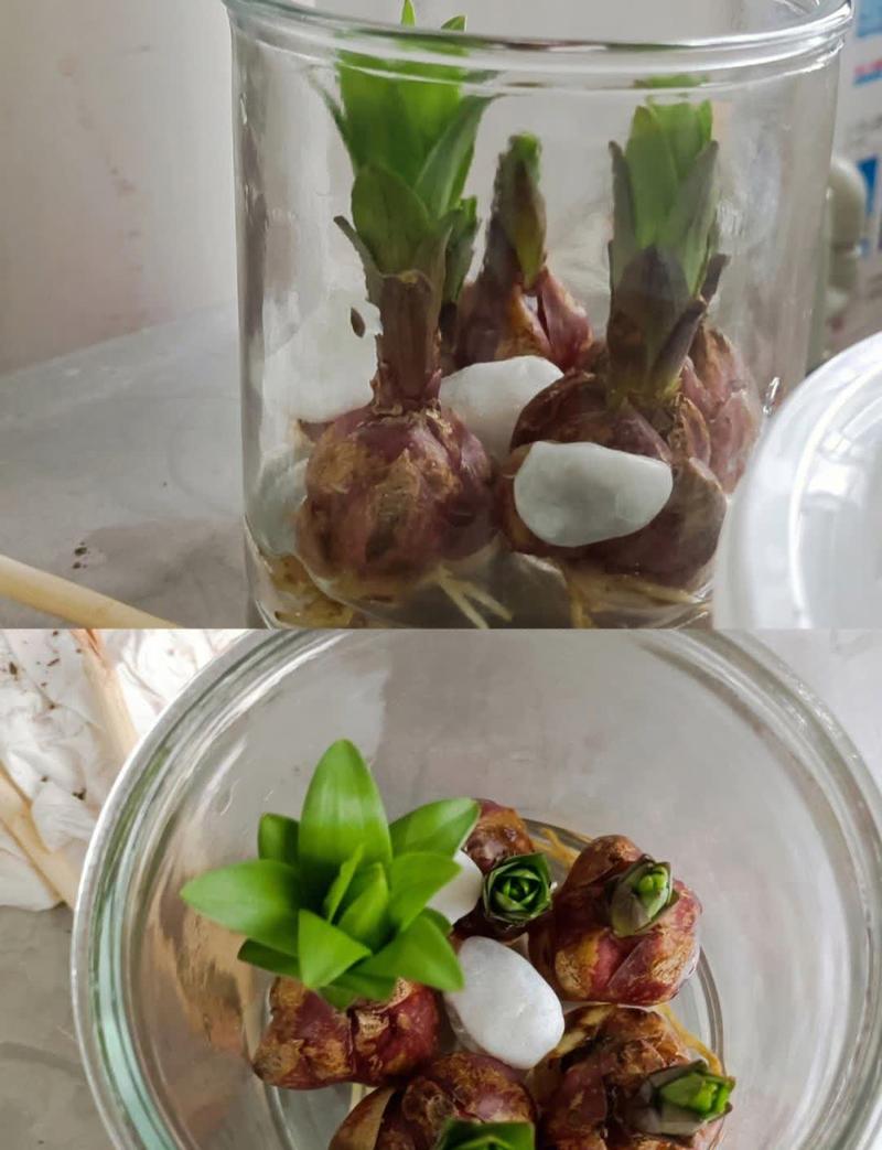 水培百合种球需浸泡多长时间？-第1张图片-吾爱花网