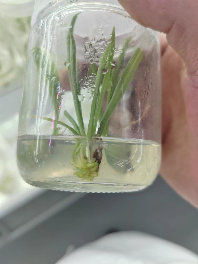 水培百合种球需浸泡多长时间？-第3张图片-吾爱花网