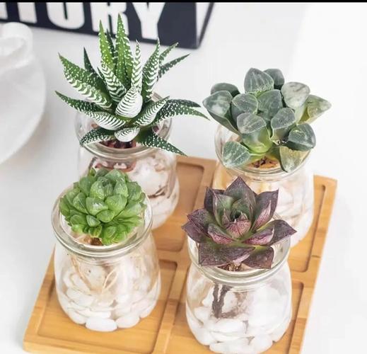 水瓶培养多肉,怎么养才不烂根?-第1张图片-吾爱花网 水瓶培养多肉,怎么养才不烂根?-第1张图片-吾爱花网