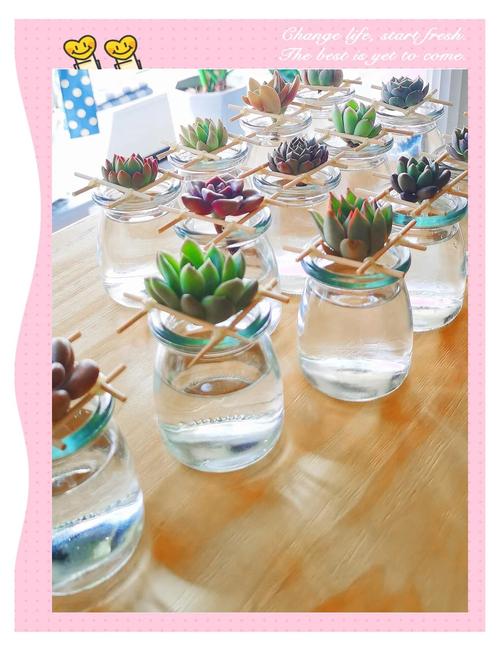 水瓶培养多肉，怎么养才不烂根？-第3张图片-吾爱花网