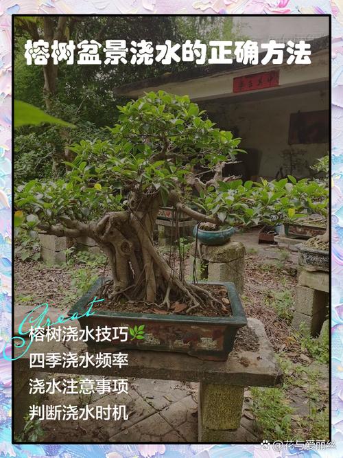 榕树水培多久能出根？-第2张图片-吾爱花网