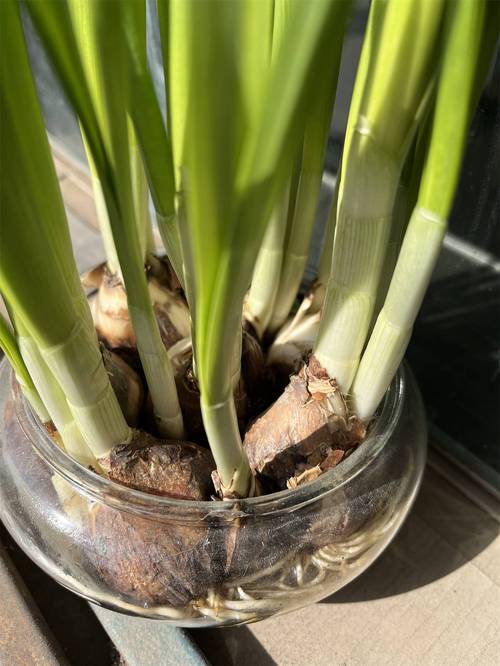 水培水仙花总出问题怎么办？-第1张图片-吾爱花网