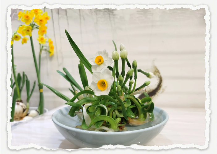 水培水仙花总出问题怎么办？-第2张图片-吾爱花网