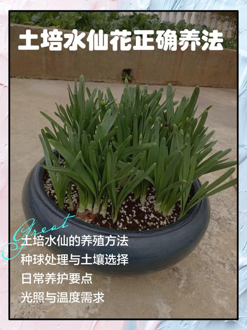 水培水仙花总出问题怎么办？-第3张图片-吾爱花网