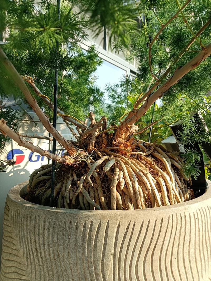 多肉盆景树根怎么造型才好看？-第2张图片-吾爱花网