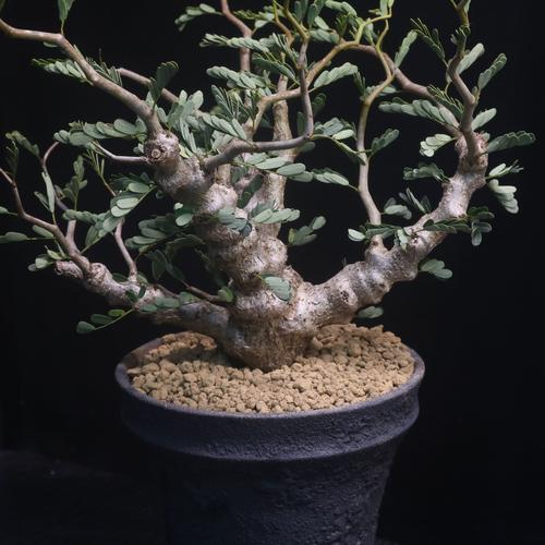 多肉盆景树根怎么造型才好看?-第1张图片-吾爱花网 多肉盆景树根怎么造型才好看?-第1张图片-吾爱花网