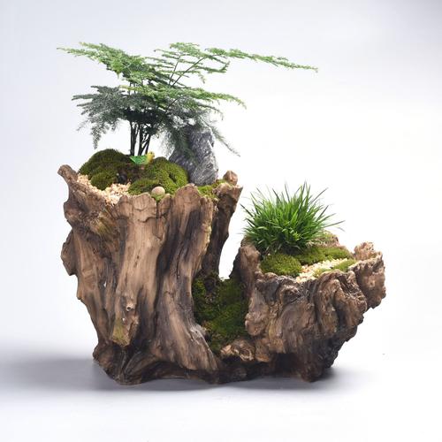 多肉盆景树根怎么造型才好看？-第3张图片-吾爱花网