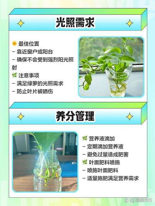 土培植物直接转水培可行吗？-第1张图片-吾爱花网