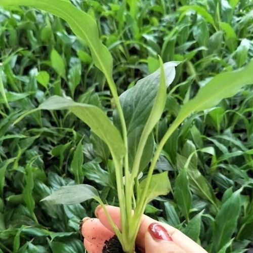 土培植物直接转水培可行吗？-第2张图片-吾爱花网