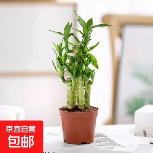 土培植物直接转水培可行吗？-第3张图片-吾爱花网