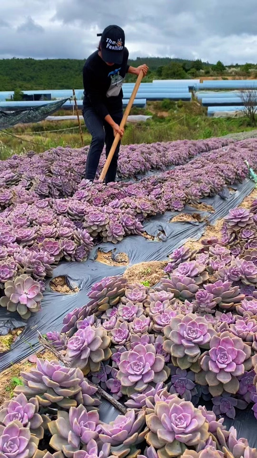 云南晋宁多肉大棚具体位置在哪？-第1张图片-吾爱花网