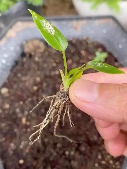 水培红掌如何促发新根？-第1张图片-吾爱花网