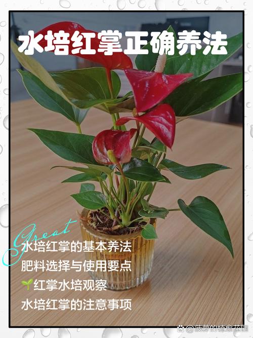 水培红掌如何促发新根？-第2张图片-吾爱花网