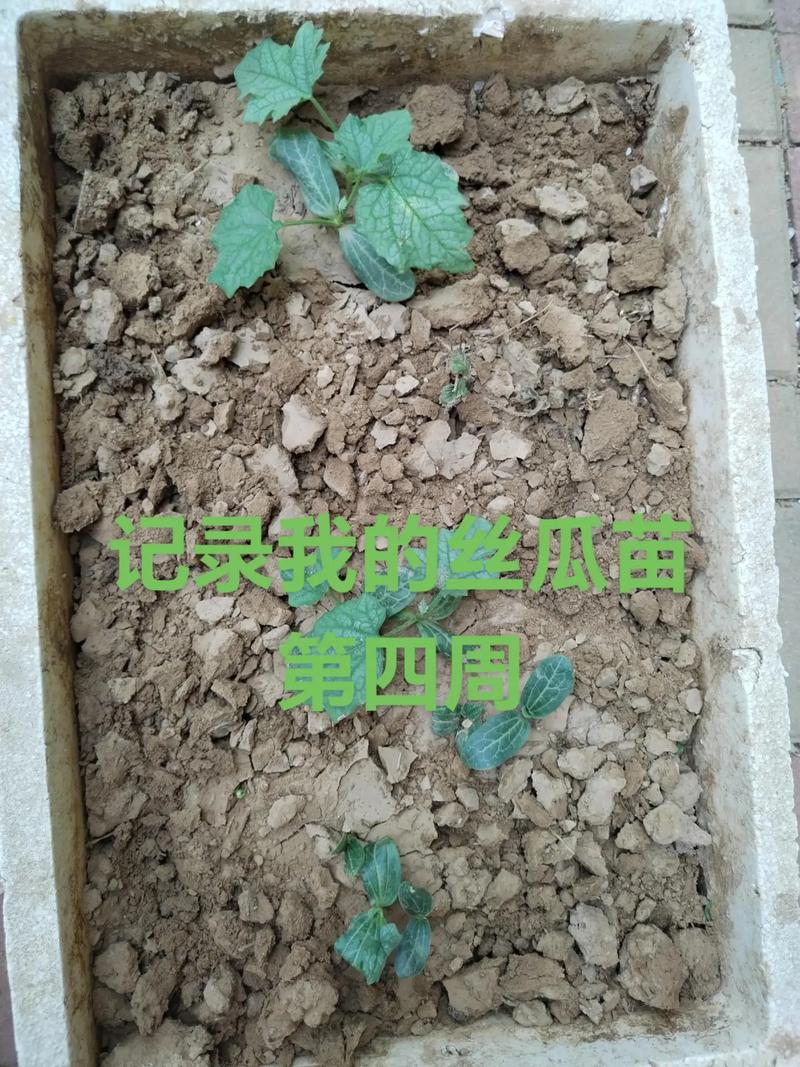 盆栽丝瓜怎么种？视频教程教你轻松上手！-第2张图片-吾爱花网