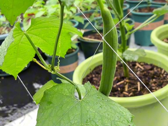 盆栽丝瓜怎么种？视频教程教你轻松上手！-第1张图片-吾爱花网
