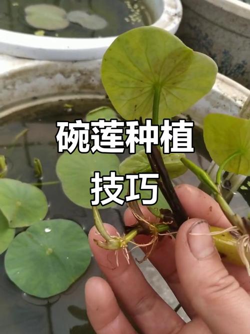 盆栽莲藕何时种?怎么种才高产?-第1张图片-吾爱花网 盆栽莲藕何时种?怎么种才高产?-第1张图片-吾爱花网