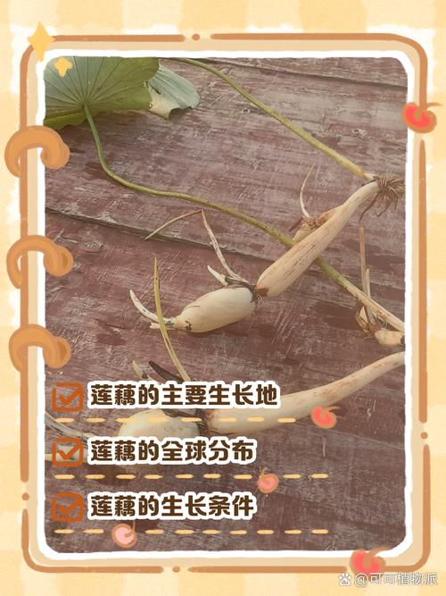 盆栽莲藕何时种？怎么种才高产？-第3张图片-吾爱花网