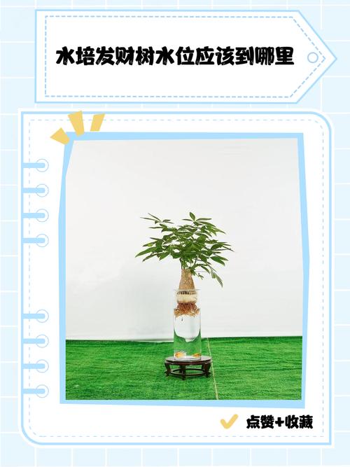 水培发财树水位该多高合适?-第2张图片-吾爱花网 水培发财树水位该多高合适?-第2张图片-吾爱花网