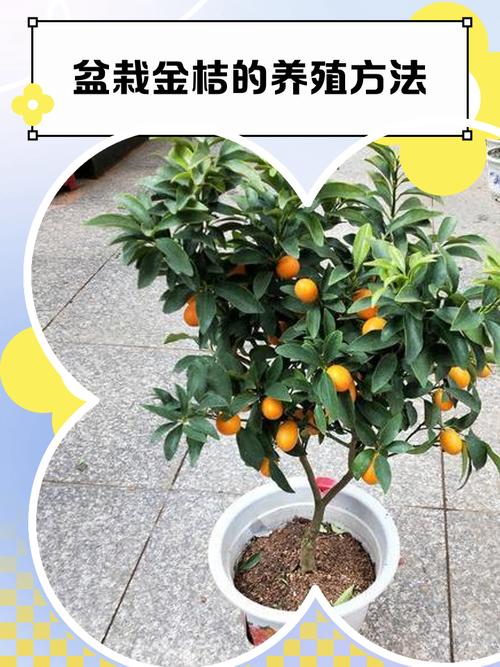 盆栽金桔结果后如何养护？-第1张图片-吾爱花网