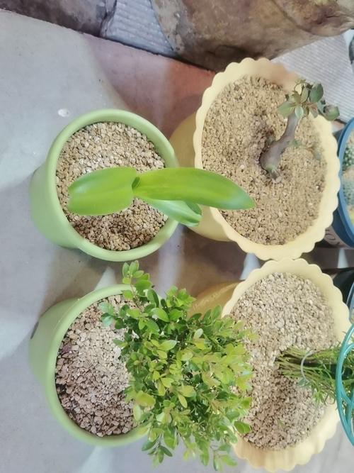 多肉能用麦饭石铺底吗？-第3张图片-吾爱花网