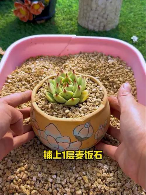 多肉能用麦饭石铺底吗？-第2张图片-吾爱花网