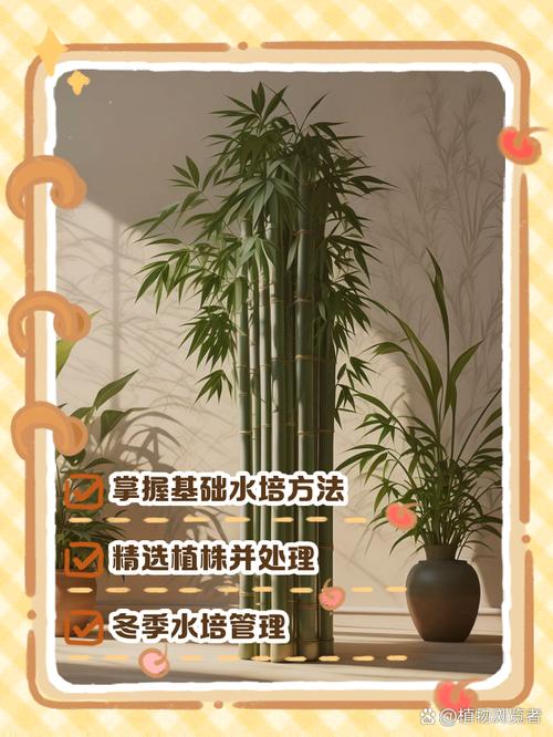 水培富贵竹冬季怎么养护？-第2张图片-吾爱花网