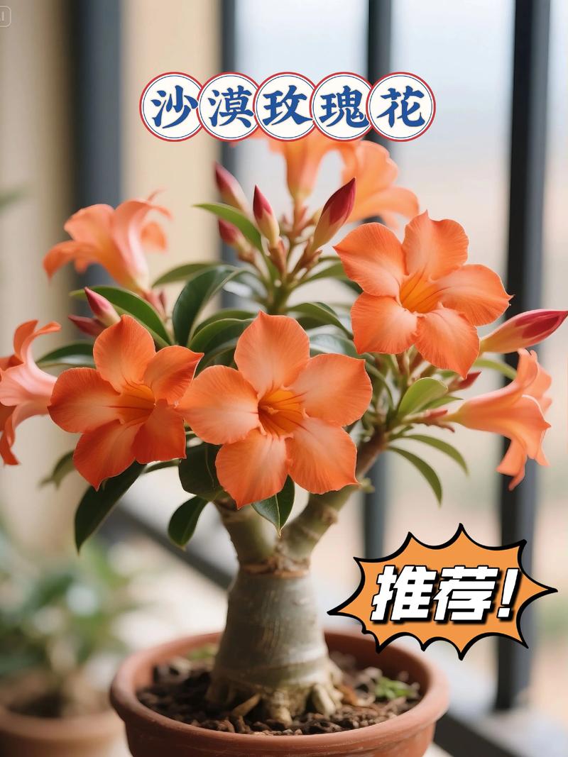 刚到的盆栽玫瑰怎么养-第1张图片-吾爱花网 刚到的盆栽玫瑰怎么养-第1张图片-吾爱花网