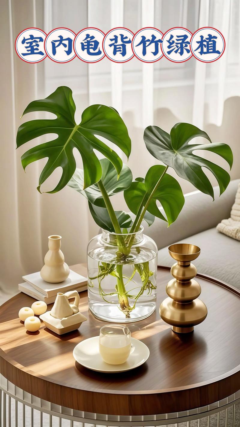 水培龟背竹能长多高?-第1张图片-吾爱花网 水培龟背竹能长多高?-第1张图片-吾爱花网