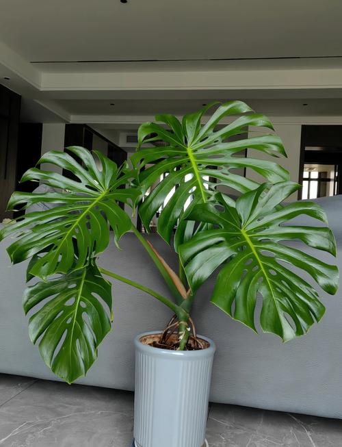 水培龟背竹能长多高?-第2张图片-吾爱花网 水培龟背竹能长多高?-第2张图片-吾爱花网