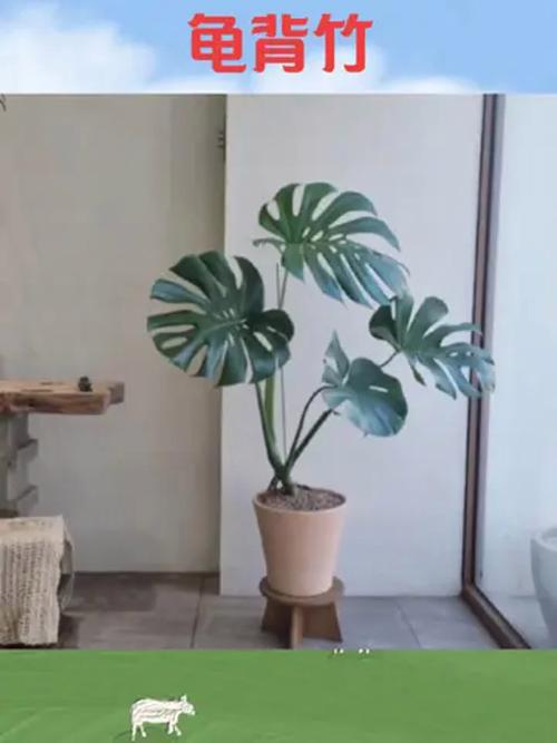 水培龟背竹能长多高?-第3张图片-吾爱花网 水培龟背竹能长多高?-第3张图片-吾爱花网