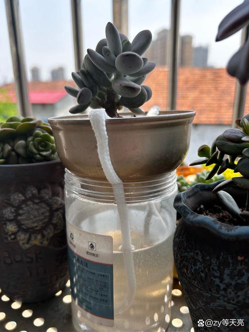 多肉苹果叶能水培生根吗?-第1张图片-吾爱花网 多肉苹果叶能水培生根吗?-第1张图片-吾爱花网