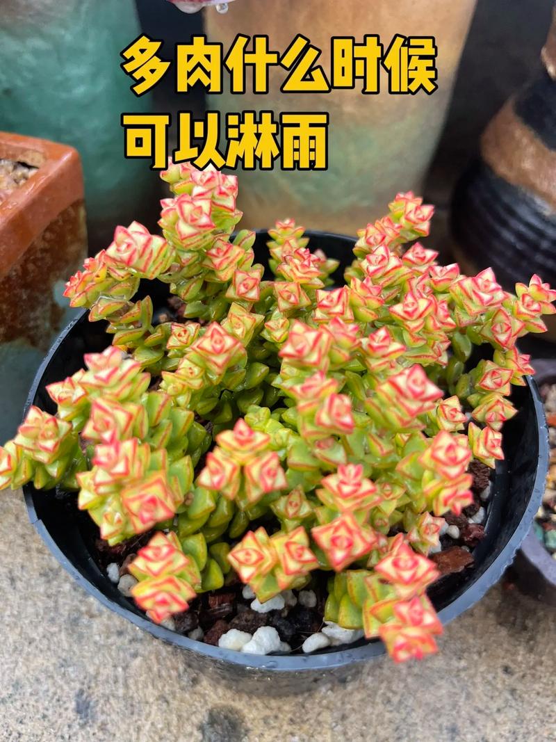 冬天多肉淋雨后该咋办？-第1张图片-吾爱花网
