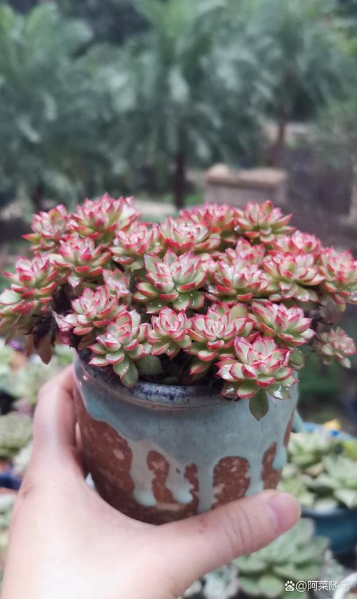 冬天多肉淋雨后该咋办？-第2张图片-吾爱花网